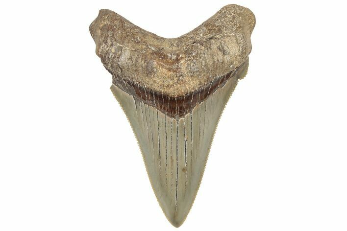 Serrated Angustidens Tooth - Megalodon Ancestor #308017